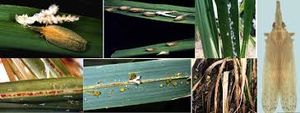 uploads/images/pest/sugarcane plant hoppers.jpg